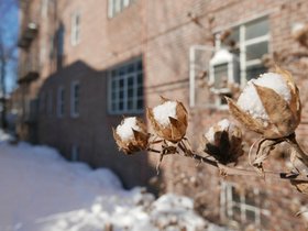 ../2015/02/25-0836-macro-plant-snow.jpg