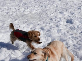 07-1404-dog-casper-snow.jpg