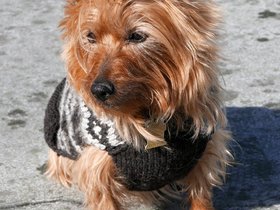 18-1607-dog-maggie.jpg