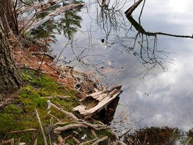 ../2015/04/18-1512-middlesex_fells-MA-moss.jpg