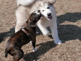 ../2015/04/18-1545-middlesex_fells-MA-dog.jpg