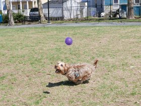 ../2015/04/19-1339-dog-casper.jpg