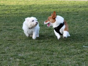 01-1905-dog.jpg