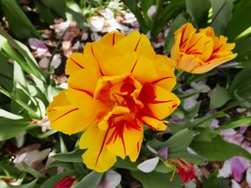 02-1348-flower.jpg