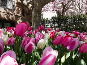 02-1354-flower.jpg