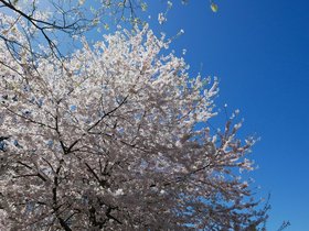 02-1403-tree.jpg