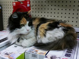 02-1416-cat.jpg