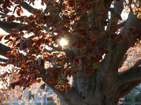 04-1825-tree-library.jpg