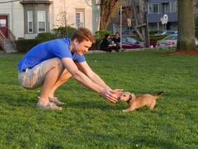 04-1903-dog.jpg