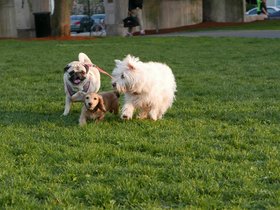 04-1904-dog.jpg
