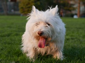 04-1908-dog.jpg