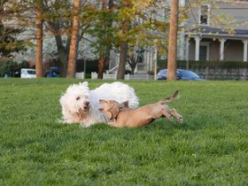 04-1909-dog.jpg