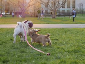 04-1912-dog.jpg