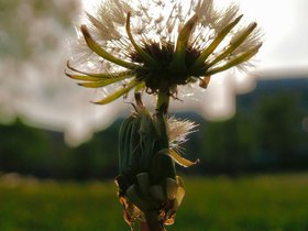19-1847-flower.jpg