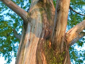 19-1918-tree.jpg
