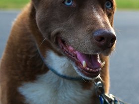 19-1919-dog.jpg