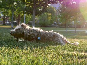 23-1929-dog-casper.jpg