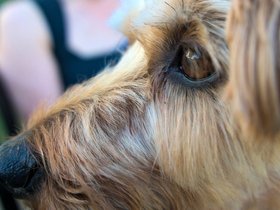 30-1930-dog-casper.jpg