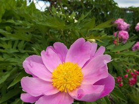 05-1025-flower-shelburne-MA.jpg