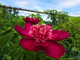 05-1026-flower-shelburne-MA.jpg