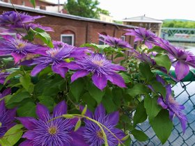 05-1028-flower-shelburne-MA.jpg