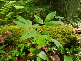 06-0736-plant-mauserts_pond-MA.jpg