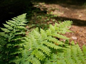 06-0746-plant-mauserts_pond-MA.jpg