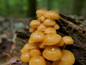 06-0832-plant-mauserts_pond-MA.jpg