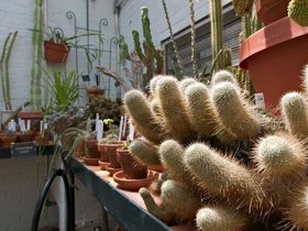 07-1118-northampton-MA-plant.jpg