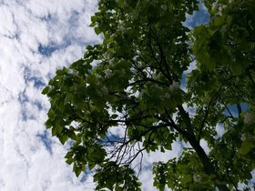 14-0703-tree-sky.jpg