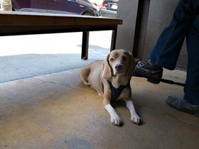 20-1334-dog-san_francisco-CA.jpg