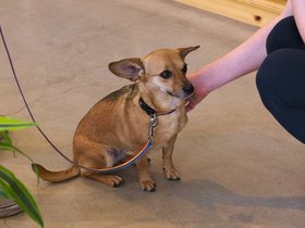 20-1507-store-dog-san_francisco-CA-heath.jpg