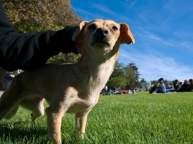 20-1713-dog-san_francisco-CA.jpg