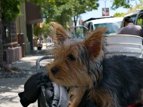 22-1406-oakland-CA-dog-street.jpg