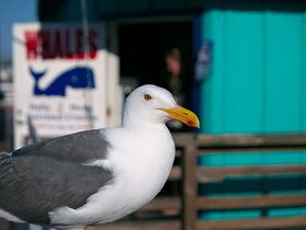23-1826-monterey-CA-bird.jpg