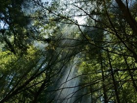 25-1259-santa_cruz-CA-redwood.jpg