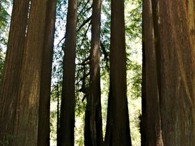 25-1341-santa_cruz-CA-redwood.jpg
