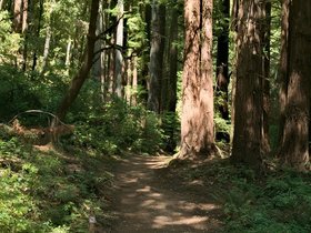 25-1540-santa_cruz-CA-redwood.jpg