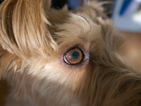 13-0652-dog-casper.jpg
