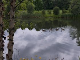 25-1554-fresh_pond-MA-geese.jpg