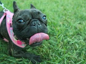 ../2015/08/24-1928-dog.jpg