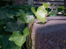 ../2015/08/26-1209-macro-plant.jpg