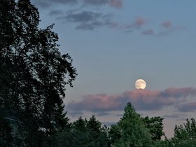 ../2015/08/28-1923-moon-tree.jpg