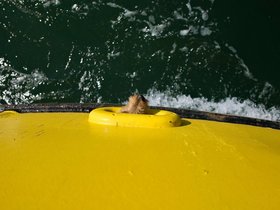 05-1505-ME-dog-casper-ferry-peaks_island.jpg