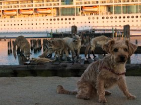 05-1903-wolves-boat-dog-ME-casper.jpg