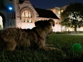 15-2013-library-dog-casper.jpg