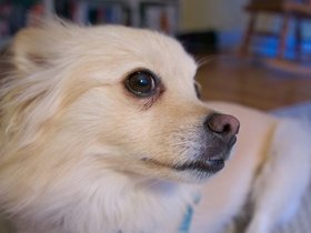 24-1320-dog-cortez-FL.jpg