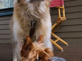 05-1235-dog.jpg