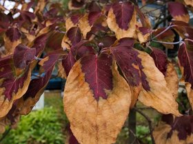 25-1312-leaf-autumn.jpg