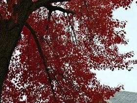 25-1321-leaf-autumn.jpg